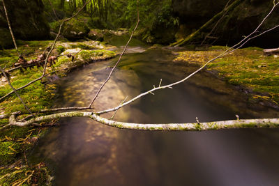 Close-up of rope in forest