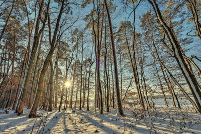 Bare trees on snow covered land