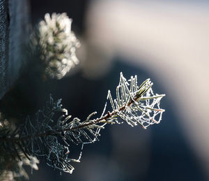 Close-up of plant against sky
