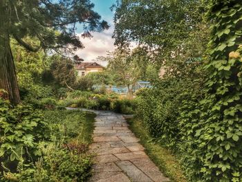 Footpath amidst trees