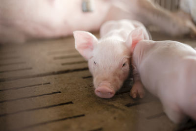 Piglets newborn at farm,swine in the stall. meat industry.