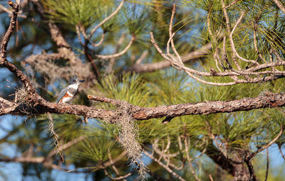 Belted kingfisher megaceryle alcyon perches high up in a tree in the fred c. babcock 