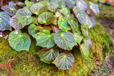 Close-up of raindrops on leaves