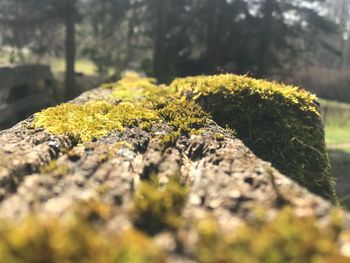 Close-up of moss growing on rock