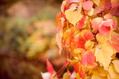 Close-up of orange flowers