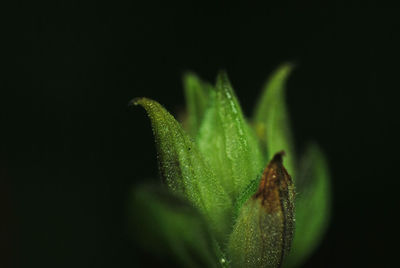 Close-up of caterpillar on plant at night