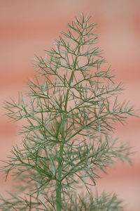 Close-up of cactus plant