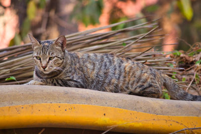 Portrait of cat resting