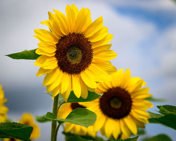 Close-up of yellow sunflower against sky