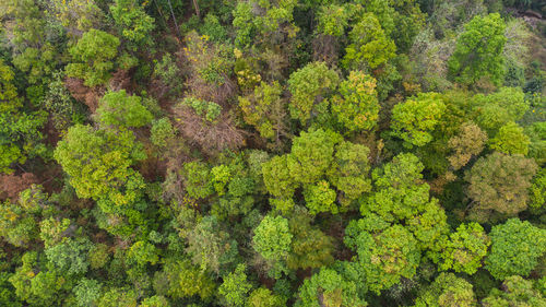 High angle view of trees growing in forest