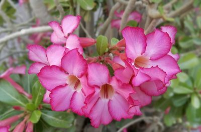 Close-up of pink flowers