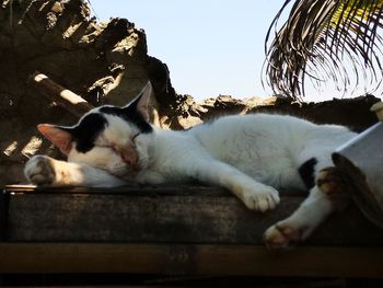 Close-up of a cat sleeping