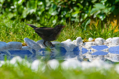 Close-up of bird perching on a land