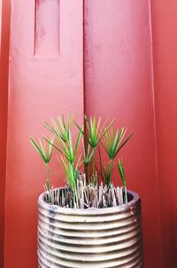 Close-up of potted plant against wall