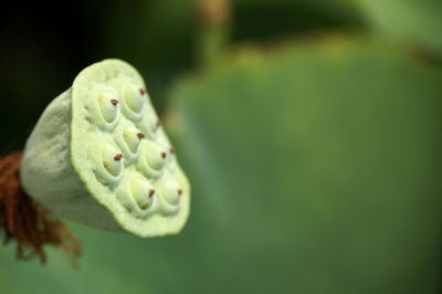 Close-up of green plant