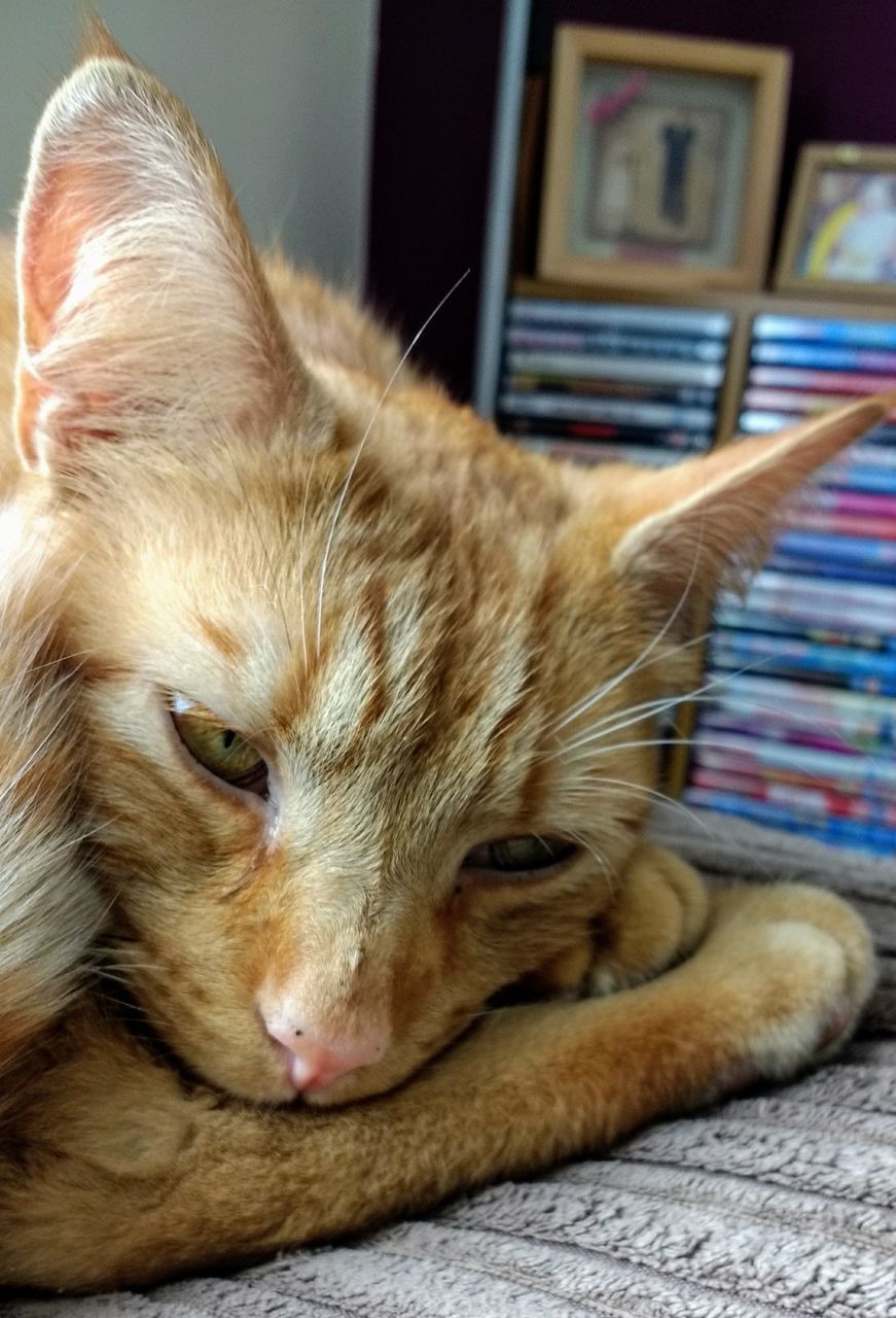 CLOSE-UP PORTRAIT OF CAT LYING DOWN