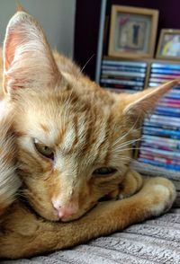 Close-up portrait of cat relaxing on floor