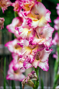 Close-up of pink flower