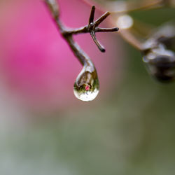 Close-up of water drop on branch