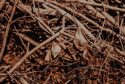 Close-up of dried plant on land