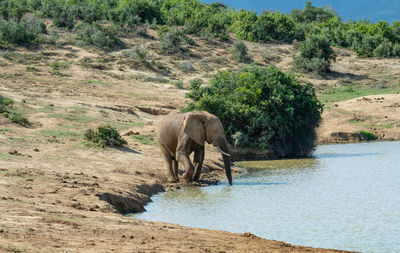 Elephant at waterhole in the wild and savannah landscape of africa