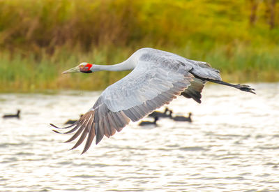 Seagull flying over lake