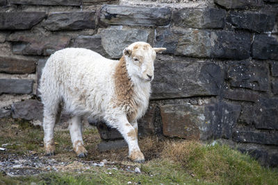 Portrait of sheep standing against wall