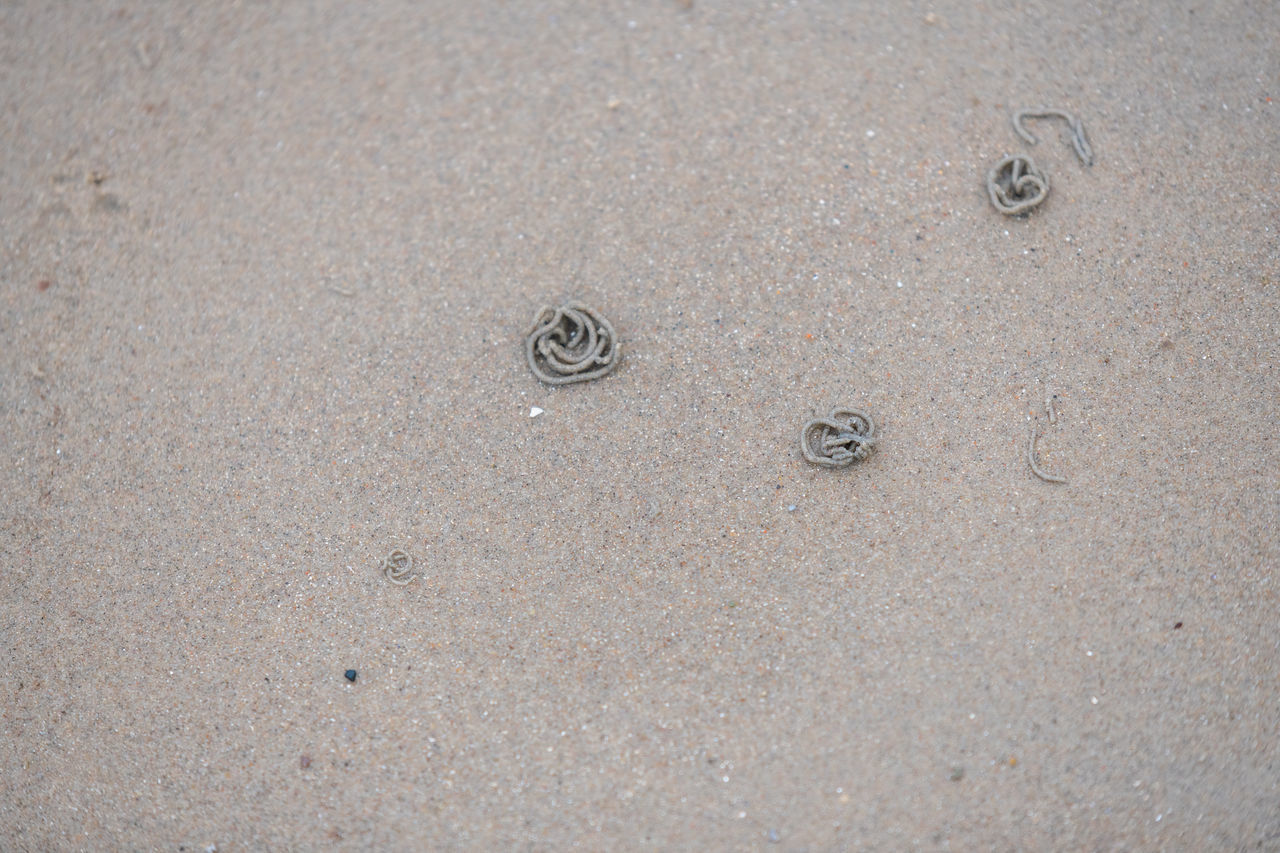 HIGH ANGLE VIEW OF FOOTPRINTS ON SAND