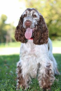 Portrait of dog on field