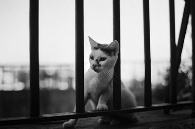 Cat looking away seen through window