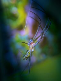 Close-up of insect