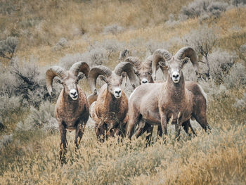 Portrait of sheep in a field