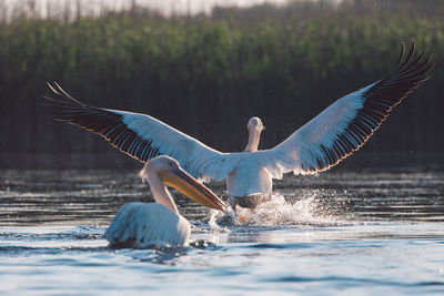 Pelicans in a lake