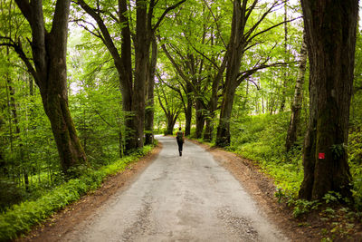 Rear view of woman walking on road amidst trees in forest