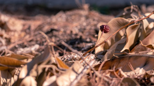 Close-up of dry leaf on field