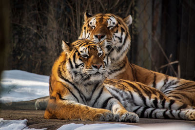 Tiger resting in a zoo