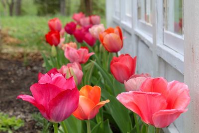 Close-up of pink tulips