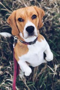 High angle view of puppy on field