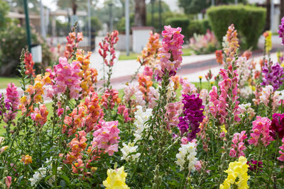 Close-up of flowers blooming on plant