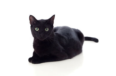 Portrait of black cat against white background