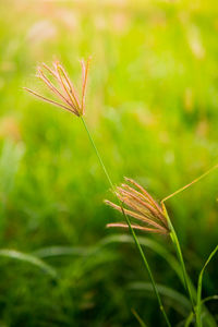 Close-up of stalks in field