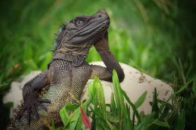 Close-up of a lizard