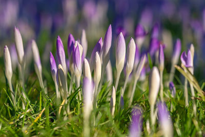 Close-up of purple crocus flowers on field