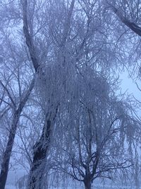 Low angle view of bare trees during winter