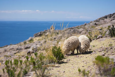 View of an animal on beach