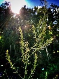 Close-up of fresh green plant against sky on sunny day