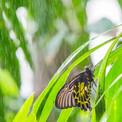 Close-up of butterfly on leaf