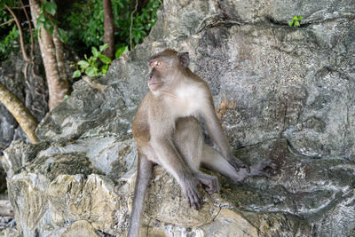 Water flowing through rocks in forest