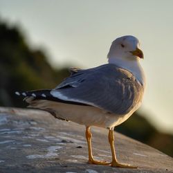 Close-up of seagull perching