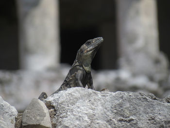 Close-up of bird perching on rock